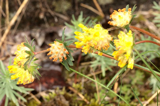 Echter Wundklee - Anthyllis vulneraria; Beispielbild vom Kaiserstuhl - gefunden  auch z.B. bei Karlsbad-Auerbach und bei Gräfenhausen (G. Franke)