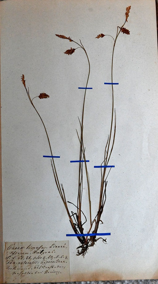 Schlamm-Segge - Carex limosa (Foto: G. Franke) Beleg von vor ca. 100 Jahren