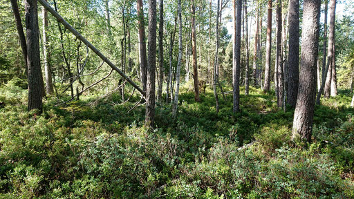 Waldmoor bei Würzbach mit Gemeiner Moosbeere, Sumpf-Porst, Rauschbeere, Heidelbeere, verschiedene Torfmoose usw.