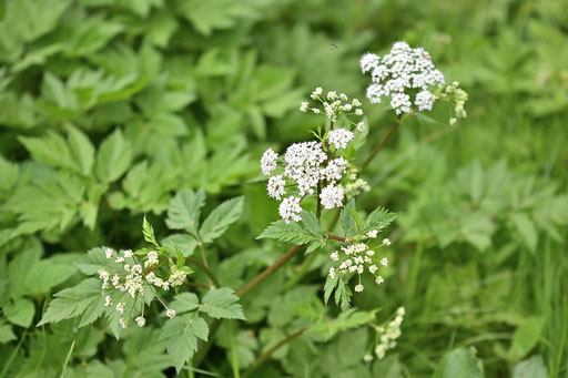 Rauhaariger Kälberkropf - Chaerophyllum hirsutum agg., Waldwegrand bei Dobel (G. Franke, 20.05.2025)