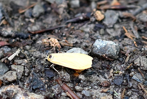 Dottergelbes Flechtenbärchen - Eilema sororcula; Waldweg bei Marxzell-Burbach (G. Franke, 30.05.2025)