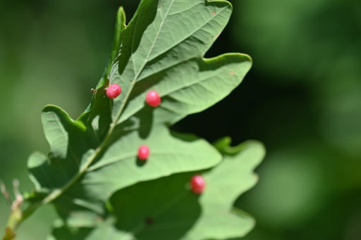 Braune Eichenglanz-Gallwespe - Cynips divisa; Waldrand zwischen Auerbach und Dietenhausen (G. Franke, 24.06.2025)
