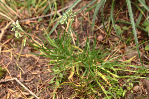Einjähriges Rispengras - Poa annua; Wegrand bei Dobel (G. Franke)