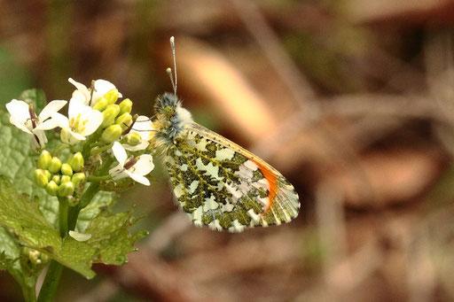 Aurorafalter - Anthocharis cardamines, männlich - Flügelunterseite; Waldwegrand bei Karlsbad-Spielberg (G. Franke, 23.04.2023)