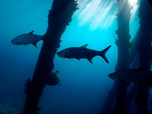 Salt Peer Bonaire, Tarpons at Bonaire