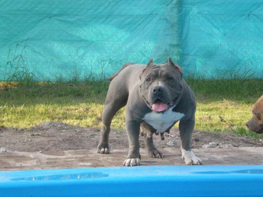 CHACHE HEMBRA 3 AÑOS   UKC ABKC