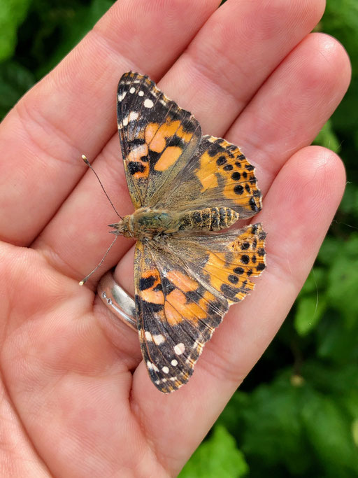 Distelfalter, Foto by eve-on