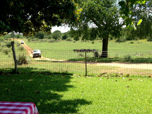 We had a lovely lunch out on the lawn under a big shady tree with amazing BBQ and amazing company.  Also got the opportunity to chat with more local ranchers and enjoy homemade cobbler and ice cream in the shade with this peaceful view.