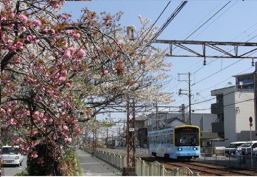 この場所の下り線を走る電車と桜の組み合わせは今シーズンが最後