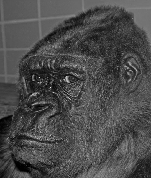 Flachlandgorilla