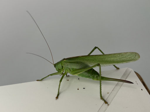 Grünes Heupferd (Tettigonia viridissima) im eigenen Haus