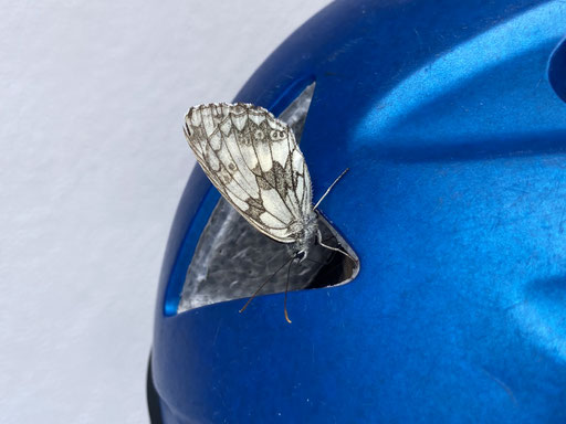 Schachbrett (Melanargia galathea)