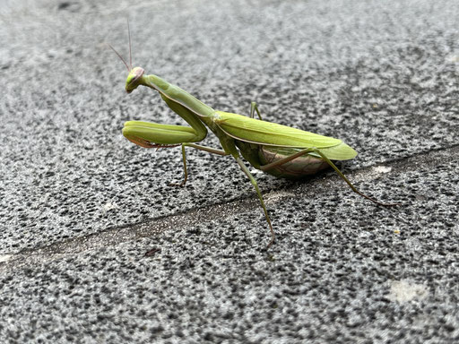 Europäische Gottesanbeterin (Mantis religiosa) im eigenen Garten