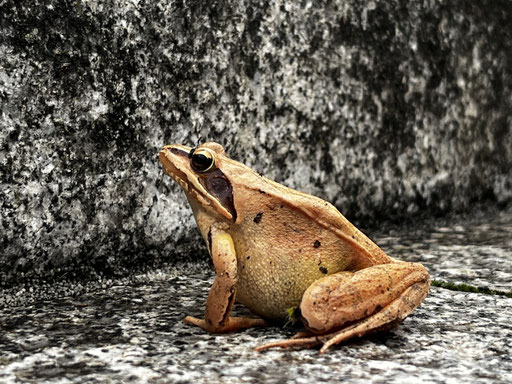 Grasfrosch (Rana temporaria) im eigenen Garten