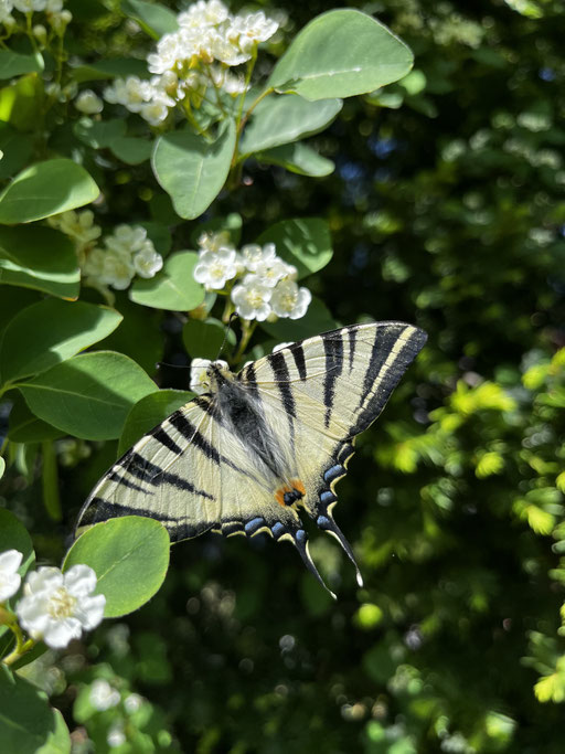 Segelfalter (Iphiclides podalirius) im eigenen Garten
