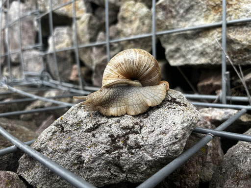Weinbergschnecke