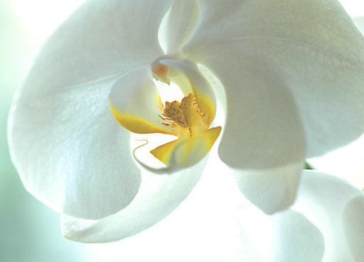 Orchidee