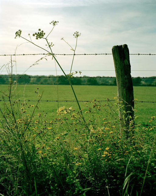 Am Wegrand 1 /// Fotografie (Mittelformat, analog)