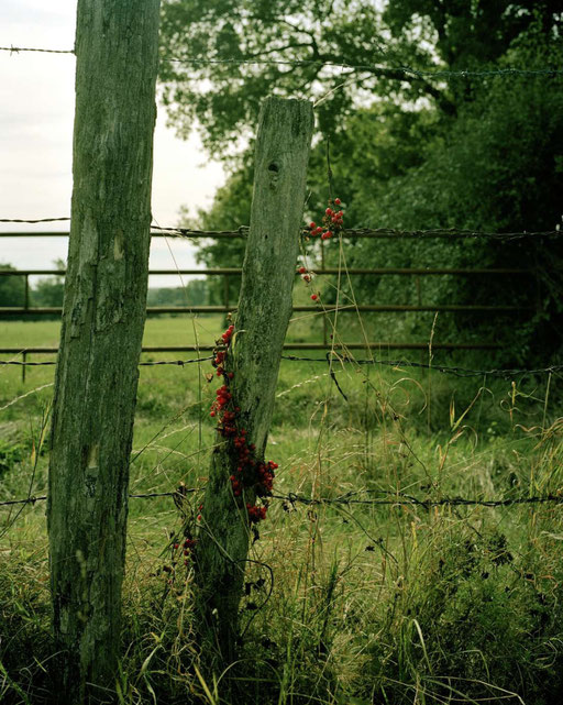 Am Wegrand 3 /// Fotografie (Mittelformat, analog), 2010