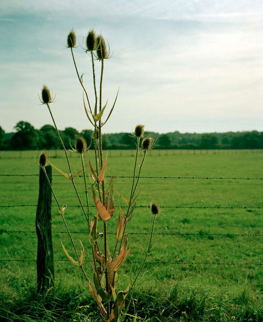 Am Wegrand 2 /// Fotografie (Mittelformat, analog)