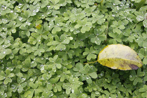 Pear leaf over drizeled clovers in Assafora on December 2008.