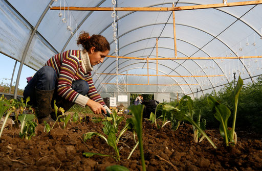 Filipa plants new swiss chards on her natural green house garden on December 2014.
