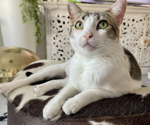 Prinzessin, auf dem Bild 6 Jahre alt, auf der Straße geboren, jetzt eine Hauskatze :-)))