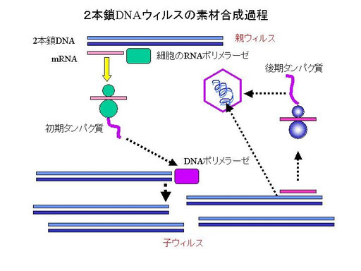 素材合成 とみます外科プライマリーケアクリニック ご案内