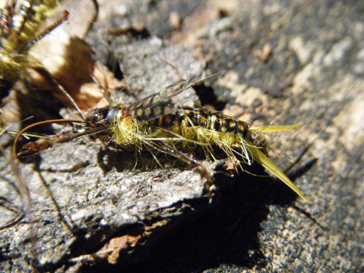 Golden Stonefly Nymph