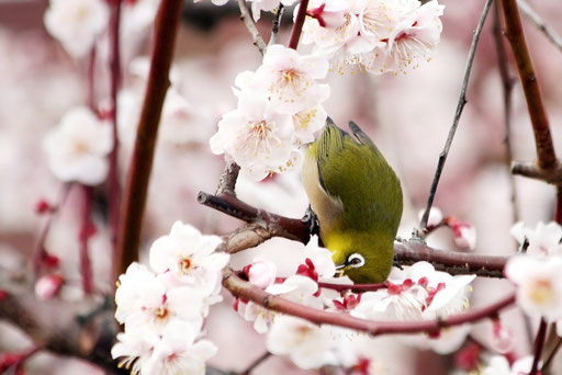 メジロ　　花の蜜に夢中