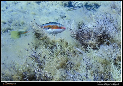 Parco Nazionale dell'Arcipelago di La Maddalena 2016