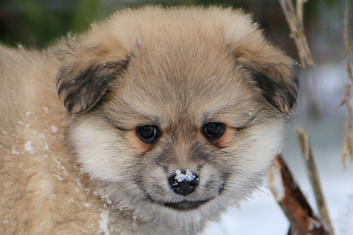 spitz, spitzwelpe, mittelspitzwelpe, bayern, sable