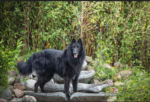 Chiots Groenendael attendus autour du 25 octobre 2025 à l’élevage Les Loups de la Tiarde