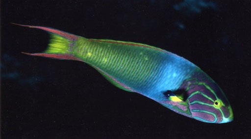 Rainbow wrasse; Kerama Islands, Japan.  Because of their fast and erratic way of swimming, wrasses are amazingly difficult to photograph well.