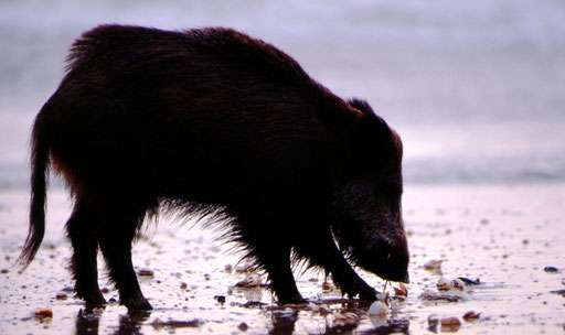 Foraging on a beach at sunset, a boar pulls succulent meat from a clam he has cracked open.  Whales' ancestors must have done the same millions of years ago, gradually venturing into deeper waters.  Near the mouth of the Guadalquivir River, Spain.