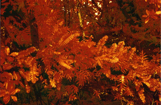 Rainforest study in infrared; Koror, Palau.