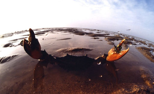 Mangrove crab; in the tidal flats off Pirotan Island, India.  This crab was caught far from his usual muddy mangrove haunts by the falling tide.