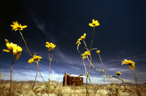 Seen through spring wildflowers is a wooden house remaining from the 1955 Apple II 29-kiloton 'shot' (the term for a nuclear test detonation); it was one of the 14 'shots' in the Operation Teapot test series at the Nevada National Security Site (N2S2).