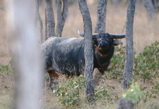 A feral bull asian buffalo - an invasive species; Northern Territory, Australia. These animals' ancestors were introduced as working livestock by 19th-century settlers.  The settlements failed; the buffalo thrived.