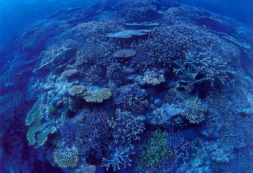 An Okinawan coral outcrop covered with various species of Acropora.