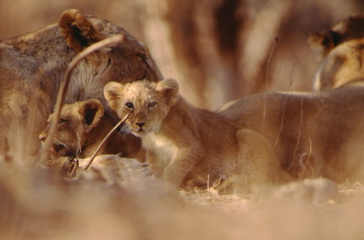 Resting in the dappled shade of the dry-season teak trees, two Asian lionesses and their cubs escape the intense heat of the day.  Sasan Gir, Gujarat, India.