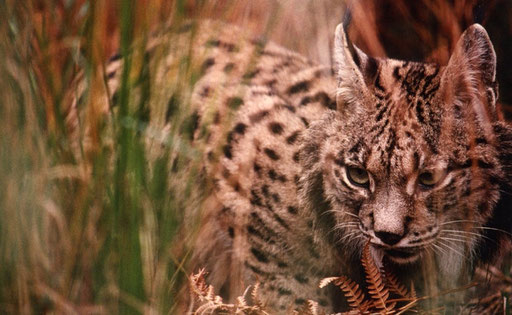 An Iberian lynx, one of the rarest cats in the world; Spain. Due to recent 'rewilding' efforts, this endangered species  has been successfully transplanted to a number of areas on the Iberian peninsula.