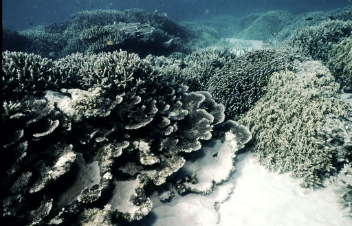 Amazingly dense, untouched stands of delicate coral crowd the inshore shallows of North Cinque Island, Andaman Islands, India.
