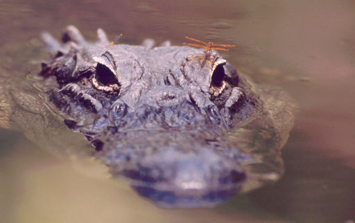 A young male American alligator patrolling his 'gator hole,' Big Cypress Swamp, Florida, USA.