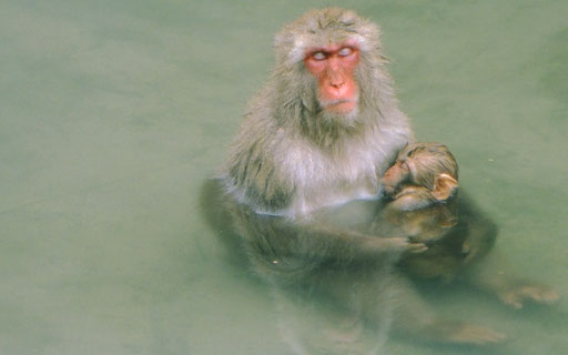 A simian Madonna and Child? Mama and baby Japanese macaques relaxing in a hotspring; Jigokudani, Nagano Prefecture, Japan.