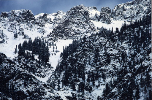 Early spring snow; Colorado, USA.