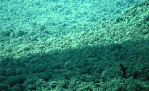 A white-necked raven soars over the dense Albertine Rift montane forest cloaking the lower slopes of Mt. Nyiragongo; DRC.