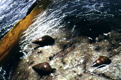 Streamside in the yanbaru monsoon forest; small kawanina snails cling to a boulder as the clear stream water rushes past. The white lines are reflections of the dappled sunlight, recorded as streaks by the camera's slow shutter speed.  Okinawa, Japan.