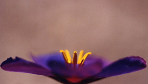 Duneside flower, Spain.