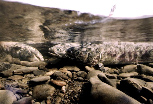 Chum salmon in their death throes after spawning in the clear waters of a Yukon River tributary stream; near Kaltag, Alaska, USA.